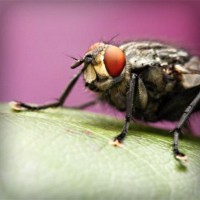 /album/dia-da-alimenta%c3%a7%c3%a3o/photolia-a08-jpg/